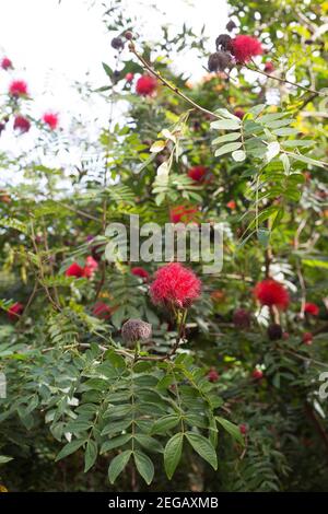 Calliandra haematocephala - roter Puderblätterbaum. Stockfoto