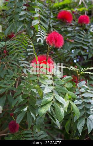 Calliandra haematocephala - roter Puderblätterbaum. Stockfoto