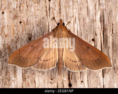 Tropische Motte im montanen Regenwald bei Cosanga an den Amazonas-Hängen der Anden, Ecuador Stockfoto