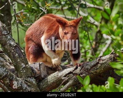 Gute Freunde, Baumkänguru Stockfoto