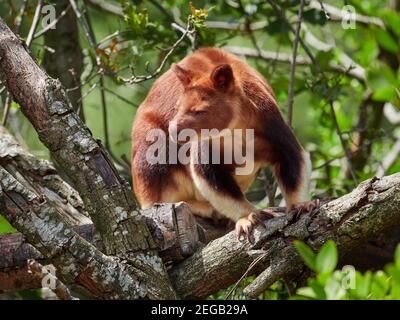 Gute Freunde, Baumkänguru Stockfoto