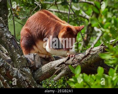 Gute Freunde, Baumkänguru Stockfoto