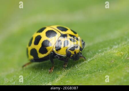 22-spot Ladybird (Psyllobora 22-punctata) Kriechen auf Pflanze Blatt. Tipperary, Irland Stockfoto