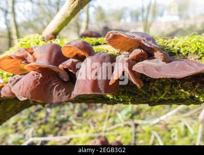 Jude, s Ohr Pilze Auricularia auricula-judae (Auriculariaceae) auch als Gelee Ohr, Holz Ohr, wächst auf Moos bedeckt verfallenden Elder Zweig. Herefords Stockfoto