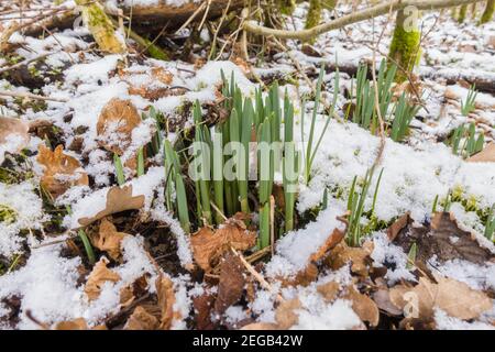 Wild Daffodil (Narcissus pseudonarcissus) auch bekannt als Lent Lilly wächst durch den Schnee auf einem Naturschutzgebiet in der Herefordshire UK Countryside, F Stockfoto