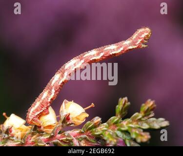 Schmalflügelige Pug-Motten-Raupe (Eupithecia nanata), die aus Heide aufsteigt. Tipperary, Irland Stockfoto