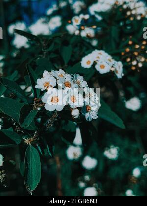Vertikale Nahaufnahme der schönen Vanhoutte Spirea Blumen Stockfoto