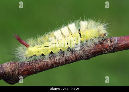 Pale Tussock-Raupe (Calliteara pudibunda) kriecht auf Zweig. Tipperary, Irland Stockfoto