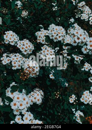 Vertikale Nahaufnahme der schönen Vanhoutte Spirea Blumen Stockfoto