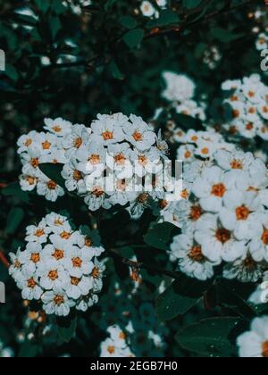 Vertikale Nahaufnahme der schönen Vanhoutte Spirea Blumen Stockfoto