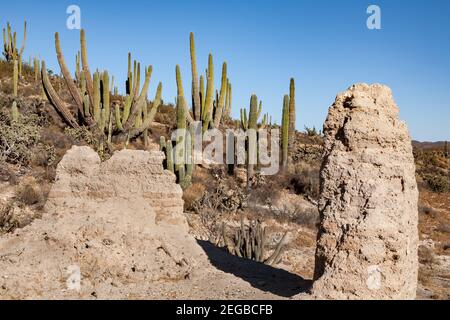 Ruinen der Mission San Fernando Velicata, umgeben von Kardankakteen in Baja California, Mexiko Stockfoto