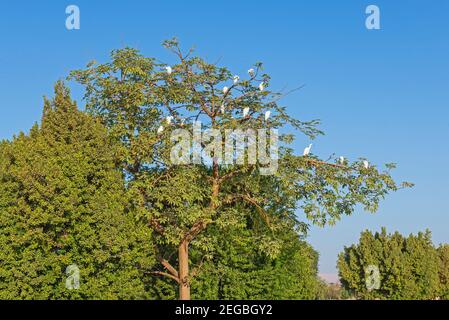 Schar von Großreihern ardea alba in Zweigen thront Baum preening sich vor blauem Himmel Hintergrund Stockfoto