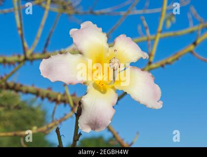 Nahaufnahme Detail der blühenden Seide Zahnseide Baum Pflanze ceiba speciosa Mit großer Blüte, die Staubgefäße und Stigma zeigt Stockfoto