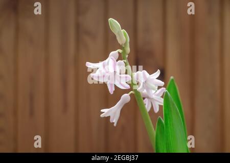 Hyazinthe Blumen mit grünen Blättern auf Holz Hintergrund Stockfoto