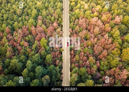 Blick von oben, atemberaubende Luftaufnahme eines roten Autos, das entlang einer Straße läuft, die von einem wunderschönen Wald flankiert wird. Sardinien, Italien. Stockfoto