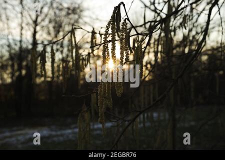 Kätzchen auf einem Haselnussbaum im Winterschnee bei Sonnenuntergang Stockfoto