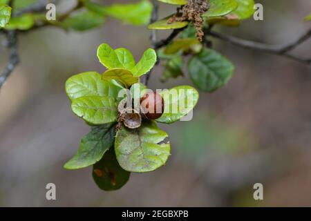 Eichen-Pflanze im Frühjahr Stockfoto