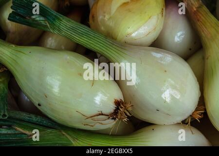 Enge Nahaufnahme des Bauernmarktes mit frischen grünen, gerade gepflückten Zwiebeln. Stockfoto