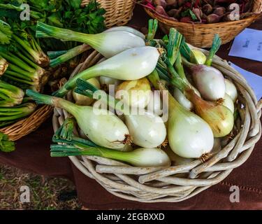 Gealterter weißer Korbkorb mit frischen grünen Zwiebeln auf einem lokalen Bauernmarktstandtisch, mit Rüben und Sellerie. Stockfoto