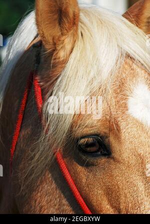 Detail des Pferdes mit blonder Mähne Stockfoto