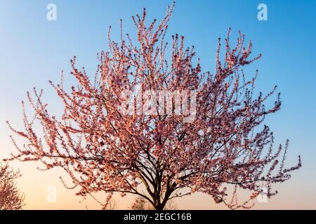 Kirschpflaumenblütenbäume am Sonnenuntergangshimmel im Frühling Stockfoto