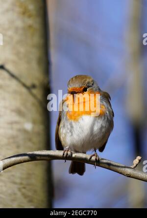 Europäischer Rotkehlchen sitzt auf einem Ast. Europäische Singvögel im Winter. Stockfoto