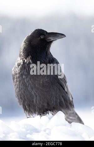 Rabe (corus corax) im Schnee Stockfoto