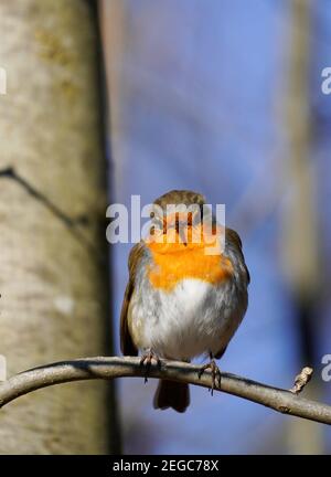 Europäischer Rotkehlchen sitzt auf einem Ast. Europäische Singvögel im Winter. Stockfoto