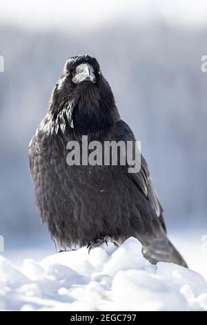 Rabe (corus corax) im Schnee Stockfoto