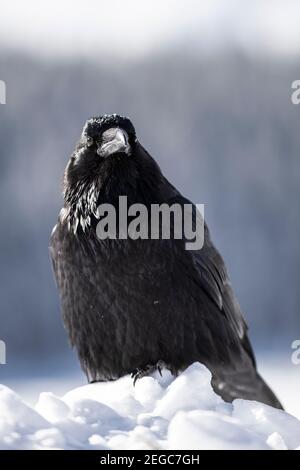 Rabe (corus corax) im Schnee Stockfoto