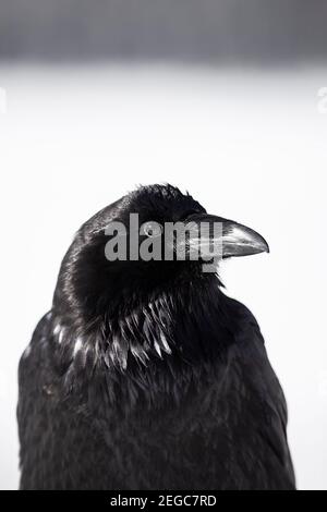 Rabe (corus corax) im Schnee Stockfoto