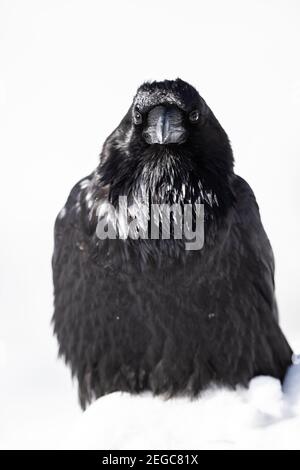 Rabe (corus corax) im Schnee Stockfoto