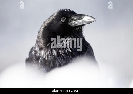 Rabe (corus corax) im Schnee Stockfoto