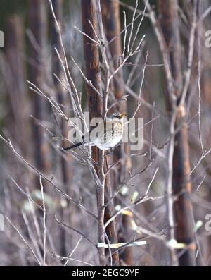 Wacholderdrossel (Turdus pilaris) im Winter. Kent, Großbritannien Stockfoto