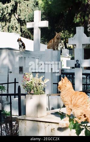 Athen, Griechenland - Februar 3 2021 : Detail eines Grabmals mit Katzen auf dem ersten Friedhof von Athen, Griechenland Stockfoto