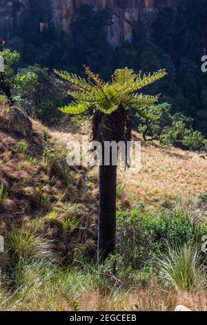 Ein gewöhnlicher Baumfarn, Cyathea dregei, an den grasbedeckten Hängen des Central Drakensberg Mountains, Südafrika, mit einer schattigen Schlucht im Hintergrund Stockfoto
