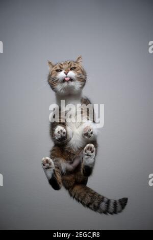 Bodenansicht der tabby weißen britischen Kurzhaarkatze, die auf steht Transparenter Tisch mit Kopie Raum lecken Glas Stockfoto