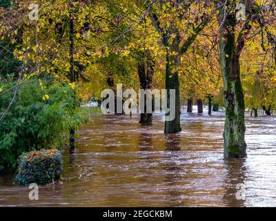 Schwere Überschwemmungen durch den Fluss Derwent platzen seine Ufer verursacht In Hall Leys Park Matlock Derbyshire Peak District England Im November 2019 Stockfoto