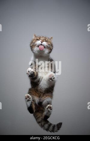 Bodenansicht der tabby weißen britischen Kurzhaarkatze, die auf steht Transparenter Tisch mit Kopie Raum lecken Glas Stockfoto