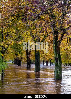 Schwere Überschwemmungen durch den Fluss Derwent platzen seine Ufer verursacht In Hall Leys Park Matlock Derbyshire Peak District England Im November 2019 Stockfoto