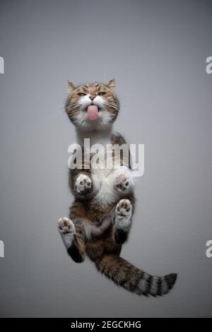 Bodenansicht der tabby weißen britischen Kurzhaarkatze, die auf steht Transparenter Tisch mit Kopie Raum lecken Glas Stockfoto