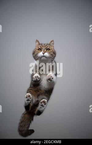 Bodenansicht der tabby weißen britischen Kurzhaarkatze, die auf steht Durchsichtiger Glastisch, der neugierig mit Kopierraum aussieht Stockfoto