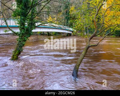 Schwere Überschwemmungen durch den Fluss Derwent platzen seine Ufer verursacht In Matlock Bath Derbyshire Peak District England im November 2019 Stockfoto