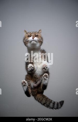 Bodenansicht der tabby weißen britischen Kurzhaarkatze, die auf steht Tisch aus transparentem Glas mit Platz zum Kopieren und Blick auf die Kamera Stockfoto