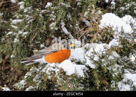 Ein amerikanischer Robin sitzt auf einem schneebedeckten Wacholderbaum Zweig mit einer Beere im Schnabel während eines kalten Oklahoma Wintersturms. Stockfoto