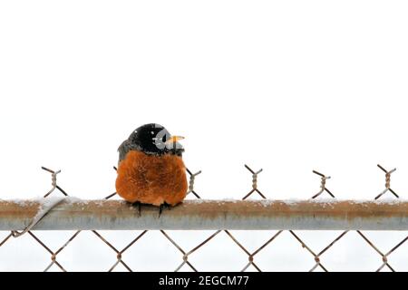 Ein orangerauter amerikanischer Robin sitzt während eines brutalen eisigen Oklahoma-Wintersturms auf einem Kettengliederzaun mit weißem Schneehintergrund. Stockfoto