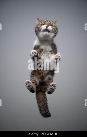 Bodenansicht der tabby weißen britischen Kurzhaarkatze, die auf steht Tisch aus transparentem Glas mit offenem Mund und Kopierraum Stockfoto