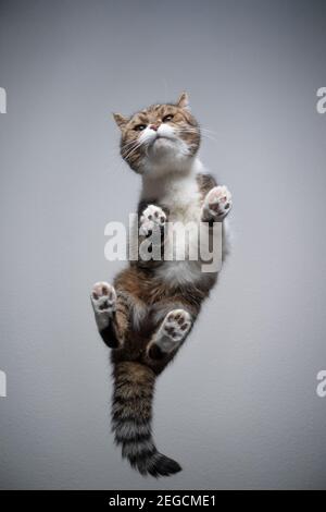 Bodenansicht einer gestromten weißen britischen Kurzhaarkatze Auf durchsichtigem Glastisch, der neugierig mit Kopierraum aussieht Stockfoto