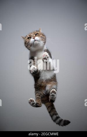Bodenansicht der tabby weißen britischen Kurzhaarkatze, die auf steht Tisch aus transparentem Glas mit Kopierraum, der neugierig aussieht Stockfoto