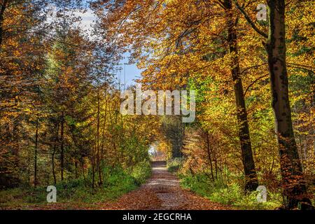 Weg durch einen Mischwald im Herbst, Bayern, Deutschland, Europa Stockfoto